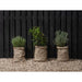 Ronseal Fence Life Plus+ Tudor Black Oak 5 litre Ronseal - Town Tools