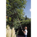 Draper Tree Pruner with Telescopic Handle, 32mm Diameter 45334 Draper - Town Tools 