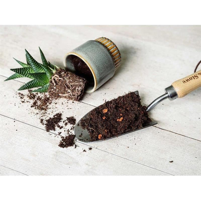 Westland Cacti & Succulent Potting Mix 4 litre Westland - Town Tools